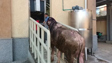 بدء التشغيل التجريبي لمجزر دسوق بعد تطويره لنصف آلي