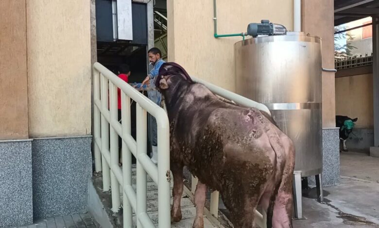 بدء التشغيل التجريبي لمجزر دسوق بعد تطويره لنصف آلي