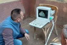 "الزراعة" تكثّف جهود الرعاية التناسلية والتحسين الوراثي للماشية خلال يناير: "الخدمات البيطرية" تنفذ التلقيح الاصطناعي لأكثر من 59 ألف رأس ماشية