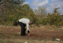 المبيدات الإسرائيلية تتلف محاصيل زراعية و نفوق قطعان المواشي في القنيطرة بسوريا