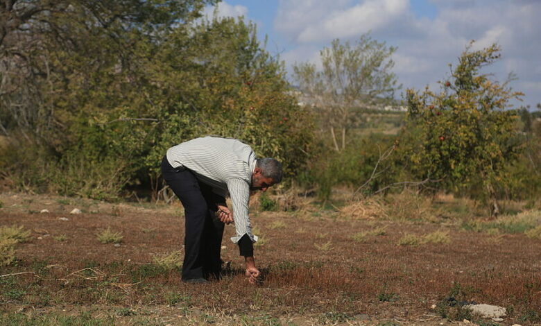 المبيدات الإسرائيلية تتلف محاصيل زراعية و نفوق قطعان المواشي في القنيطرة بسوريا