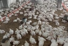 "الزراعة" تستعرض جهود حماية الثروة الداجنة في مصر