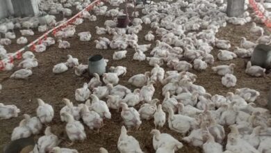 "الزراعة" تستعرض جهود حماية الثروة الداجنة في مصر