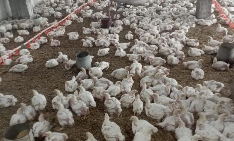 "الزراعة" تستعرض جهود حماية الثروة الداجنة في مصر