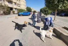 لزراعة تحصين وتعقيم 12,665 كلب منذ يناير الماضى
