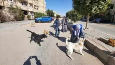 لزراعة تحصين وتعقيم 12,665 كلب منذ يناير الماضى