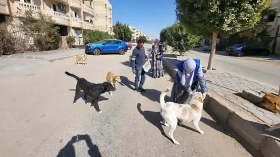 لزراعة تحصين وتعقيم 12,665 كلب منذ يناير الماضى