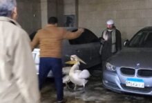 ضببط عدد 2 بجع ابيض كبير بمحل أسماك بالشرقية