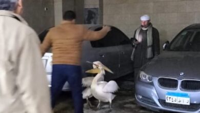 ضببط عدد 2 بجع ابيض كبير بمحل أسماك بالشرقية