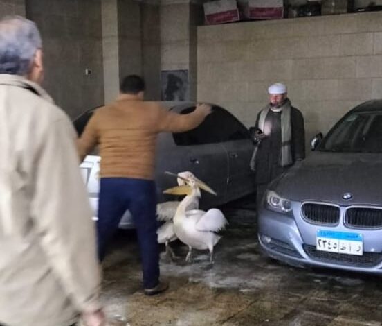 ضببط عدد 2 بجع ابيض كبير بمحل أسماك بالشرقية