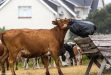 العالم يتهافت على حصوات مرارة الأبقار