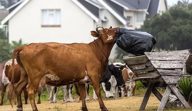 العالم يتهافت على حصوات مرارة الأبقار