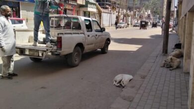 حملات من الطب البيطري لتحصين الكلاب الحرة بالغربية