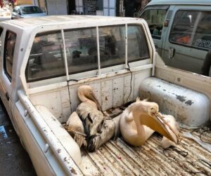 ضببط عدد 2 بجع ابيض كبير بمحل أسماك بالشرقية