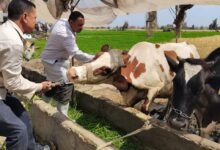 "الزراعة" تعلن ختام الحملة القومية للتحصين ضد الجلد العقدي وجدري الأغنام