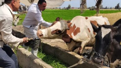 "الزراعة" تعلن ختام الحملة القومية للتحصين ضد الجلد العقدي وجدري الأغنام