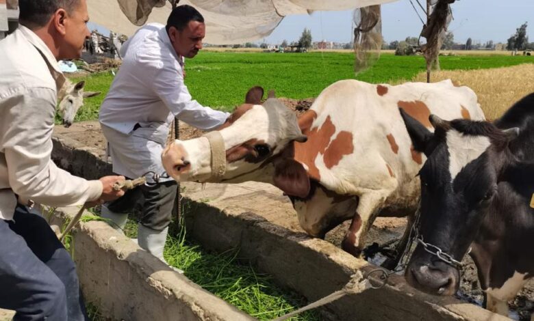 "الزراعة" تعلن ختام الحملة القومية للتحصين ضد الجلد العقدي وجدري الأغنام