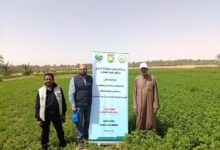 "بحوث الصحراء" ينفذ 7 حقول إرشادية بالوادي الجديد لدعم الزراعة الصحراوية