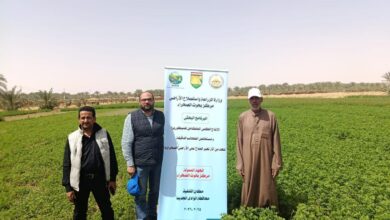 "بحوث الصحراء" ينفذ 7 حقول إرشادية بالوادي الجديد لدعم الزراعة الصحراوية