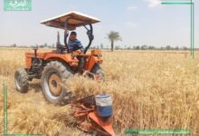 استقبال ٣٤٥٦8 طن من القمح المحلي بشون وصوامع الشرقية