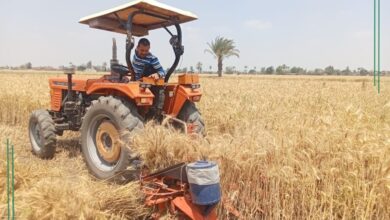 استقبال ٣٤٥٦8 طن من القمح المحلي بشون وصوامع الشرقية