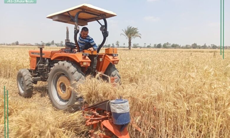 استقبال ٣٤٥٦8 طن من القمح المحلي بشون وصوامع الشرقية