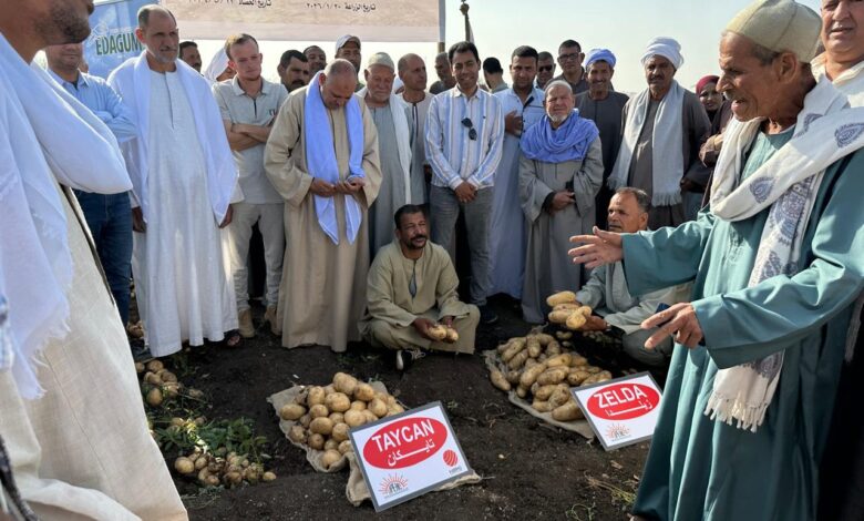 اتحاد منتجي ومصدري الحاصلات البستانية يتابع نتائج الأصناف الجديدة للبطاطس