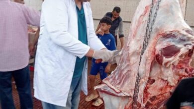 "الزراعة": ذبح 35,514 أضحية بالمجازر الحكومية مجاناً للمواطنين خلال عيد الأضحى