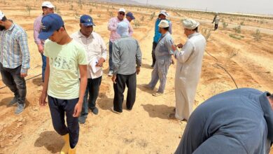 "الزراعة" تواصل دعم مزارعي التجمعات التنموية بوسط سيناء