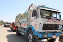 346 ألف طن إجمالي الكميات المستلمة للقمح ببني سويف
