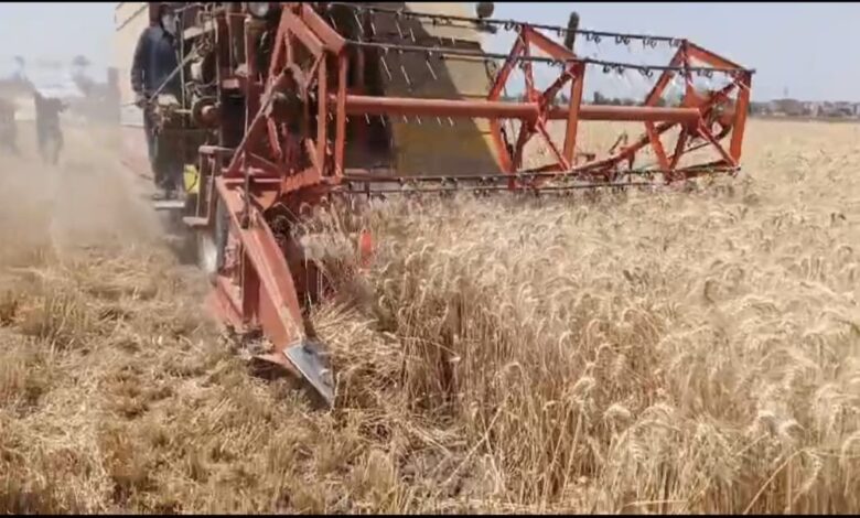 استقبال ٦٦٧٠٩٨ طن و ٨٤٩ كيلو من القمح المحلي بالشرقية