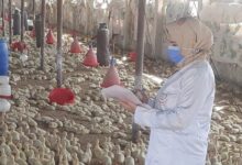 مدير الطب البيطري بالشرقية: تحصين ١١9 ألف طائر وتنظيم ٢١١ ندوة وجولة إرشادية