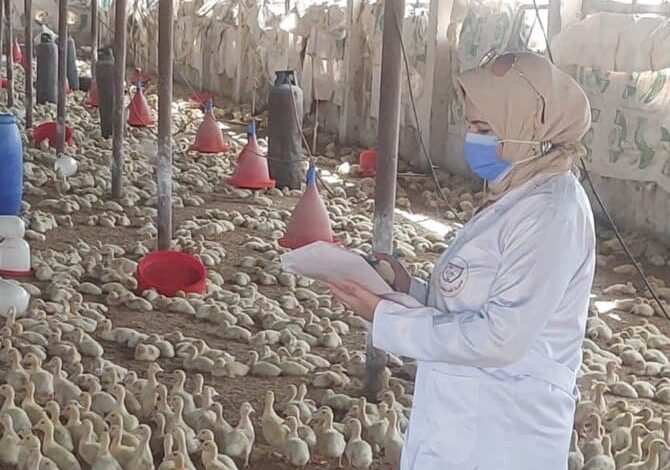 مدير الطب البيطري بالشرقية: تحصين ١١9 ألف طائر وتنظيم ٢١١ ندوة وجولة إرشادية