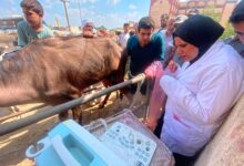 جامعة بنها تنظم قافلة بيطرية مجانية بقرية عرب العليقات بالخانكة