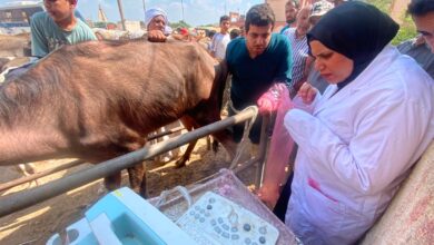 جامعة بنها تنظم قافلة بيطرية مجانية بقرية عرب العليقات بالخانكة