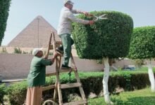 استمرار أعمال النظافة والتجميل بمحيط المتحف المصري الكبير ومدخل الأهرامات بالجيزة