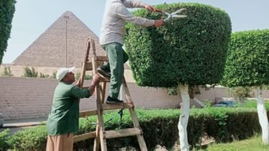 استمرار أعمال النظافة والتجميل بمحيط المتحف المصري الكبير ومدخل الأهرامات بالجيزة