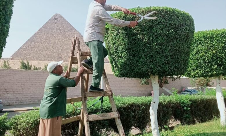 استمرار أعمال النظافة والتجميل بمحيط المتحف المصري الكبير ومدخل الأهرامات بالجيزة