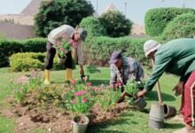 الجيزة ترفع كفاءة محيط المتحف المصري الكبير ومدخل الأهرامات