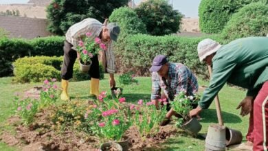 الجيزة ترفع كفاءة محيط المتحف المصري الكبير ومدخل الأهرامات