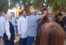 "الخدمات البيطرية" تبدأ ترقيم خيول الأهرامات بالشرائح الإلكترونية وفق المعايير الدولية