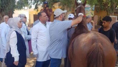"الخدمات البيطرية" تبدأ ترقيم خيول الأهرامات بالشرائح الإلكترونية وفق المعايير الدولية