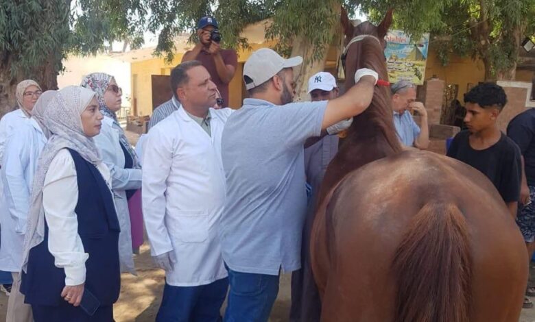 "الخدمات البيطرية" تبدأ ترقيم خيول الأهرامات بالشرائح الإلكترونية وفق المعايير الدولية