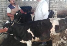 بحوث الصحراء ينفذ قافلة بيطرية لدعم الثروة الحيوانية بمنطقة المغرة