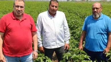 "الزراعة" تواصل المتابعة الميدانية لحقول إكثار القطن