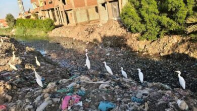 مصرف صليبة يتحول إلى بؤرة للأمراض ومقلب للقمامة ببني سويف