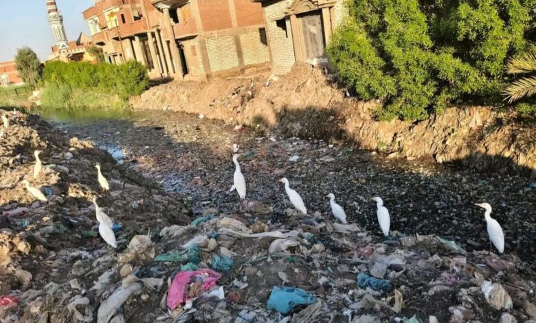 مصرف صليبة يتحول إلى بؤرة للأمراض ومقلب للقمامة ببني سويف