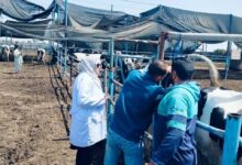 بيطري الشرقية : فحص2461 ماشية ضد البروسيلا والسل البقرى