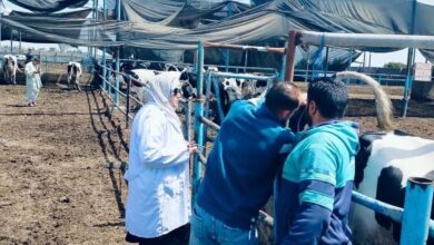 بيطري الشرقية : فحص2461 ماشية ضد البروسيلا والسل البقرى