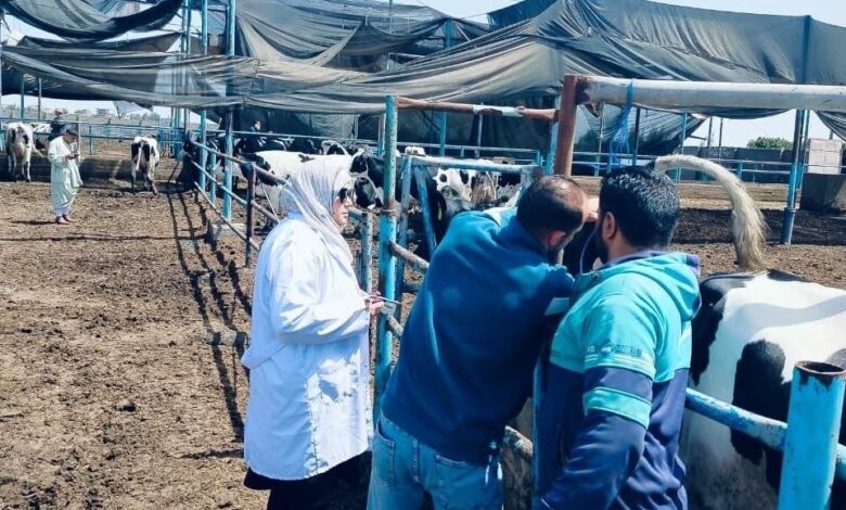بيطري الشرقية : فحص2461 ماشية ضد البروسيلا والسل البقرى